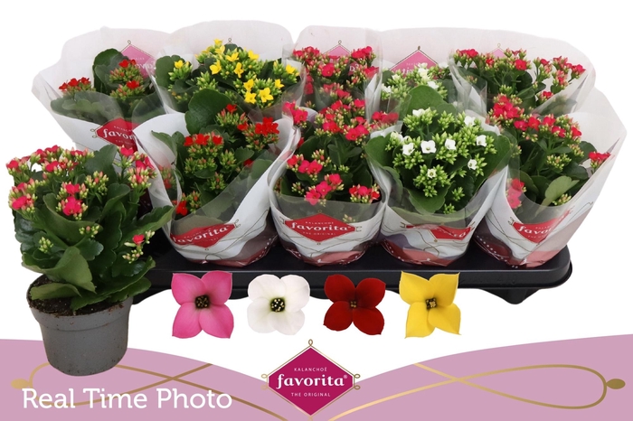 <h4>KAL EN GEM 4 KL</h4>