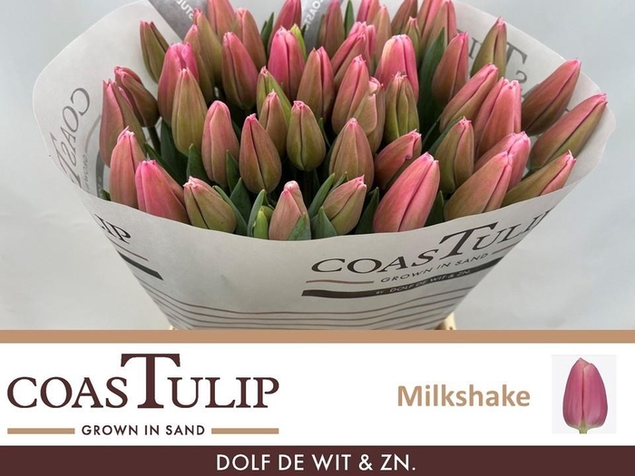 <h4>TU EN MILKSHAKE</h4>