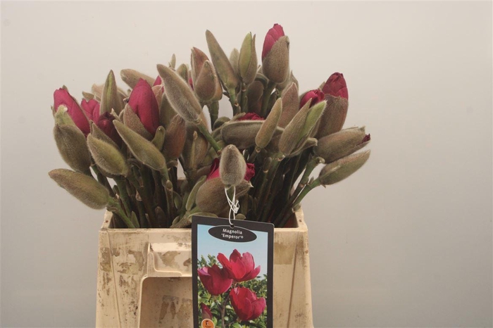 <h4>MAGNOLIA EMPEROR*</h4>