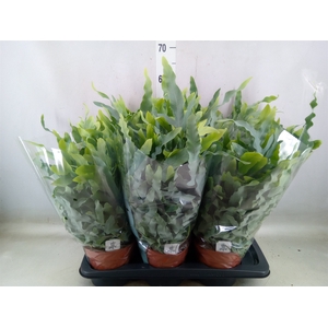 Phlebodium aureum 'Blue Star'