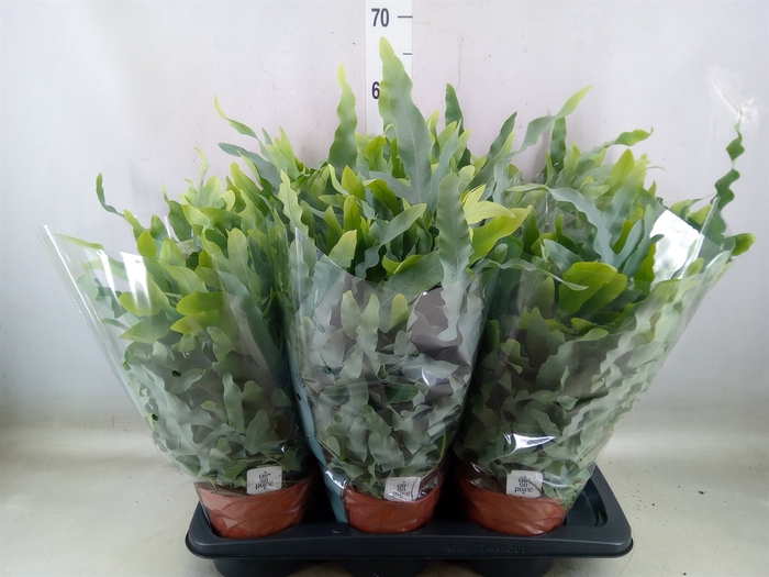 <h4>Phlebodium aureum 'Blue Star'</h4>