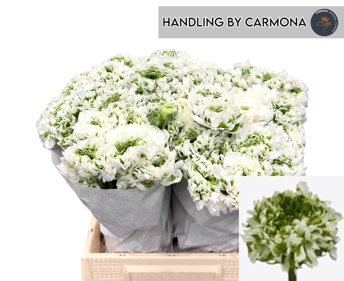 <h4>RAN PON PON IGLOO</h4>