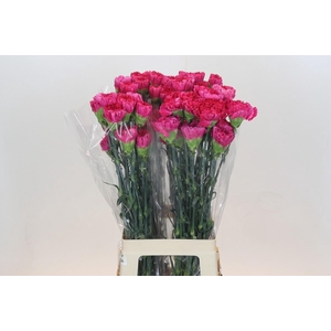 Dianthus St Bizet