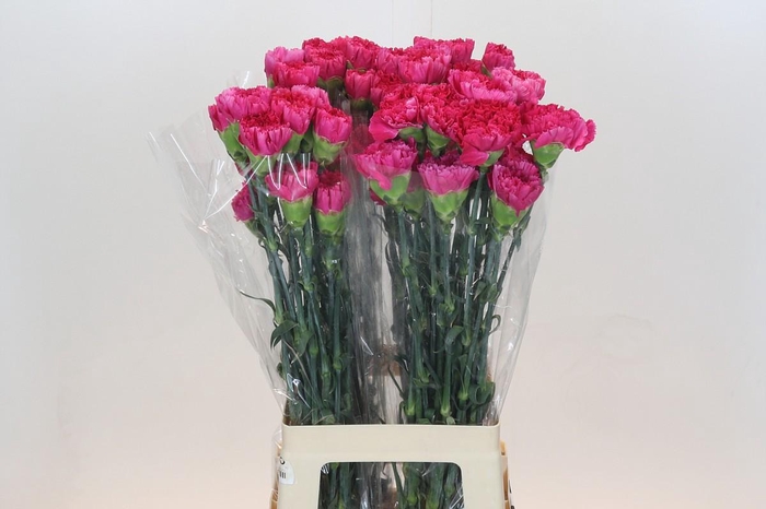 <h4>Dianthus St Bizet</h4>