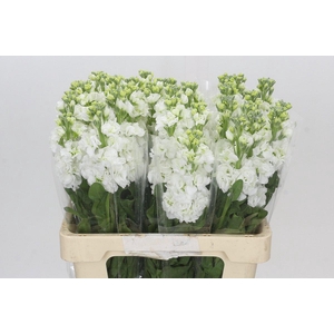 Matthiola Iron White