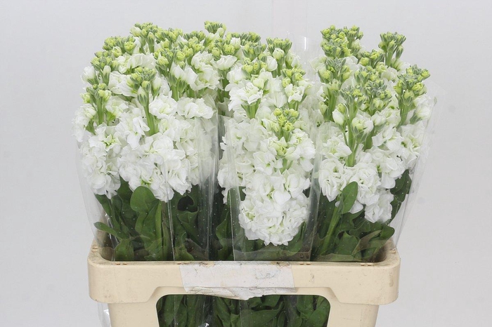 <h4>Matthiola Iron White</h4>