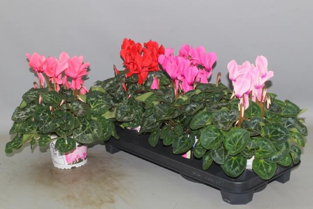 <h4>CYCL GR SUP XL</h4>