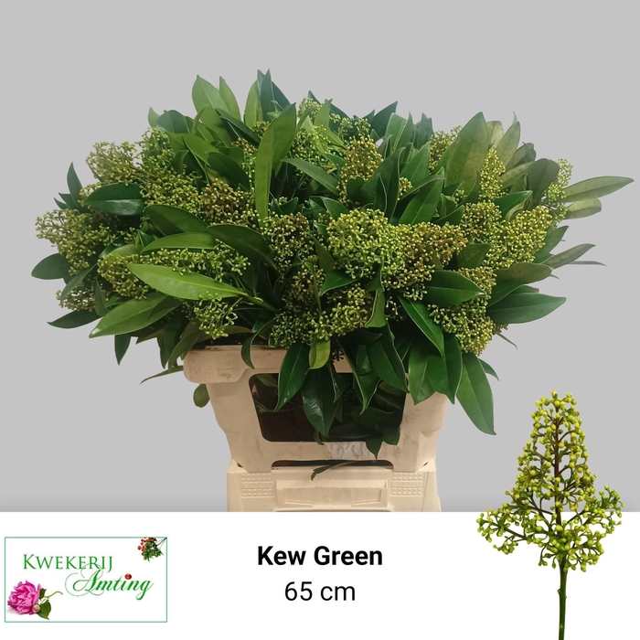 <h4>SKIM C KEW GREEN BS</h4>