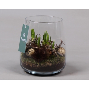 Glas Alzada met Arrangement Narcis