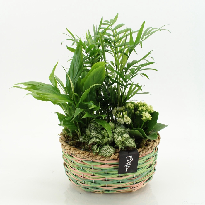 <h4>ESCR-2641W Essentials</h4>