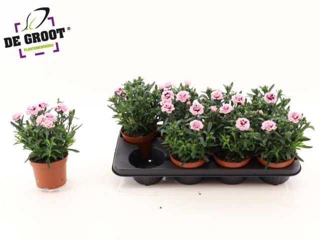 <h4>DIAN OSC PURPLE STAR</h4>