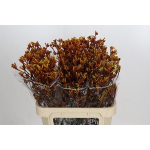 Kangaroo Paw Gold Fever