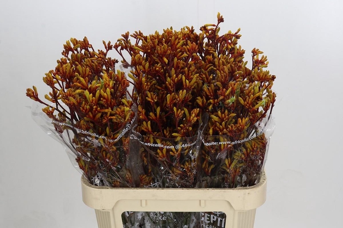 Kangaroo Paw Gold Fever