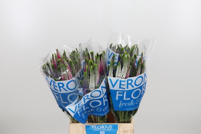 <h4>Veron Smart Col Gem</h4>