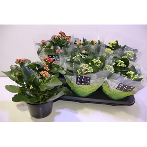 arr8 Kal Ge Gem 5 Kl