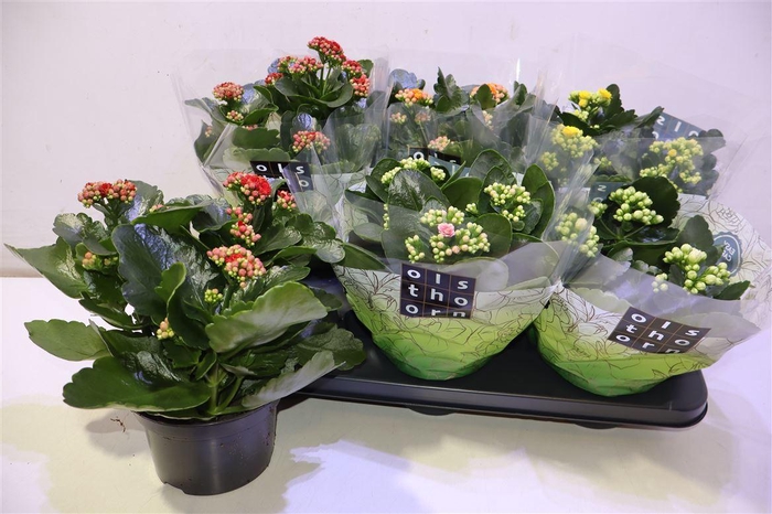 <h4>arr8 Kal Ge Gem 5 Kl</h4>