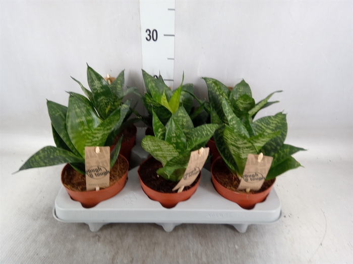 <h4>Sansevieria trifa. 'Hahnii'</h4>