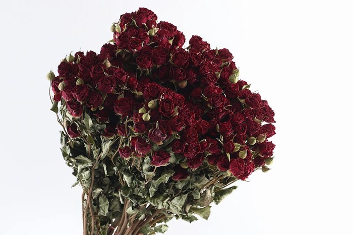Roses Spray Red Dark Natural