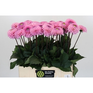 Dahlia BA 'Wizard of Oz'