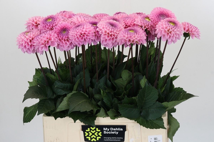 Dahlia BA 'Wizard of Oz'