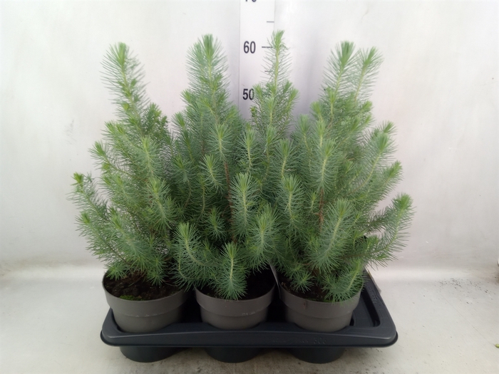 <h4>Pinus pinea 'Silver Crest'</h4>