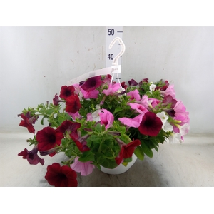 Petunia   ...mix