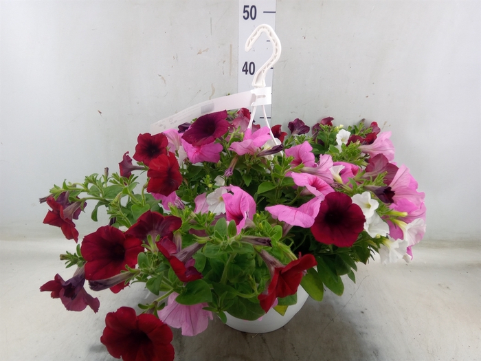 <h4>Petunia   ...mix</h4>