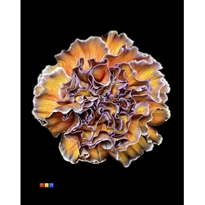 Dianthus St Cameleon