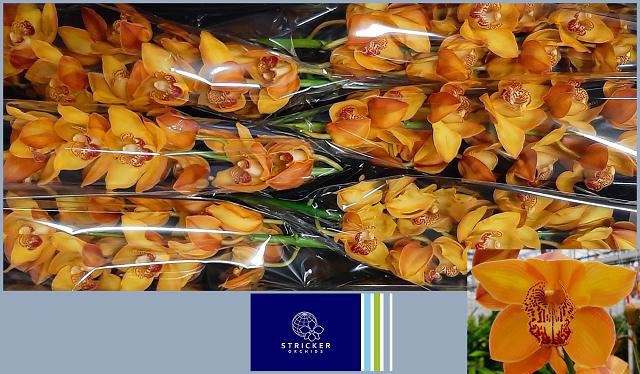 <h4>CYMB T ESTHER</h4>