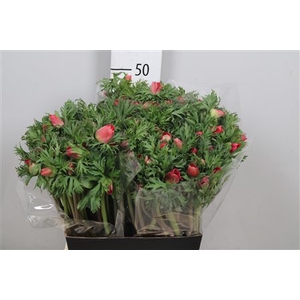 Anem Co Meron Red