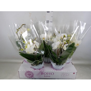 Phalaenopsis   ...white