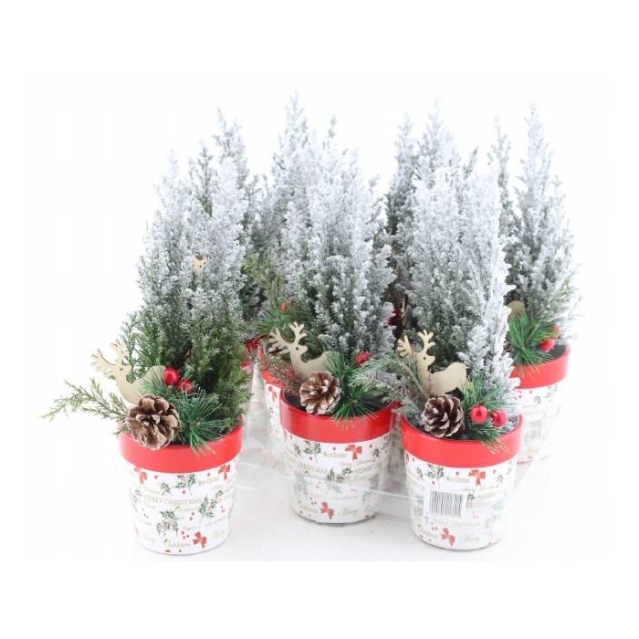 <h4>Chamaecyparis law. Ellwoodii 10Ø 30cm</h4>