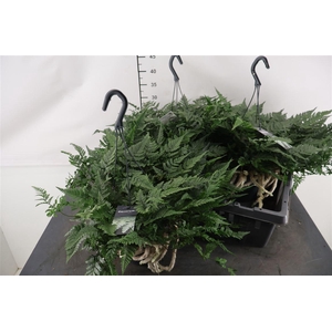 Humata Tyermannii 17 Cm. Hangpot