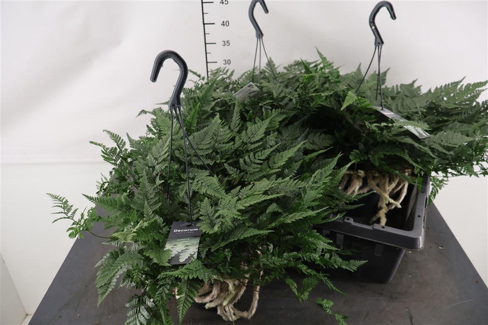 <h4>Humata Tyermannii 17 Cm. Hangpot</h4>