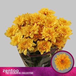 Chr T Pastela Orange Zentoo