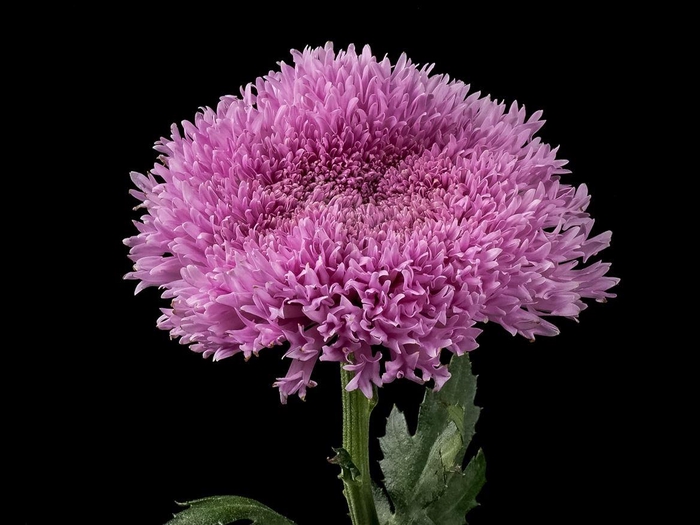 <h4>Chrys Etrusko</h4>