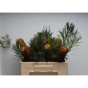 Banksia Spinulosa