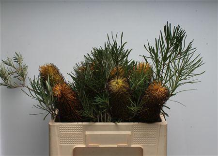 <h4>Banksia Spinulosa</h4>