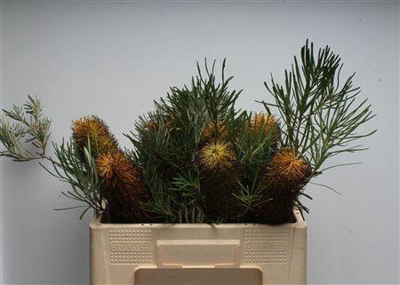 <h4>Banksia Spinulosa</h4>