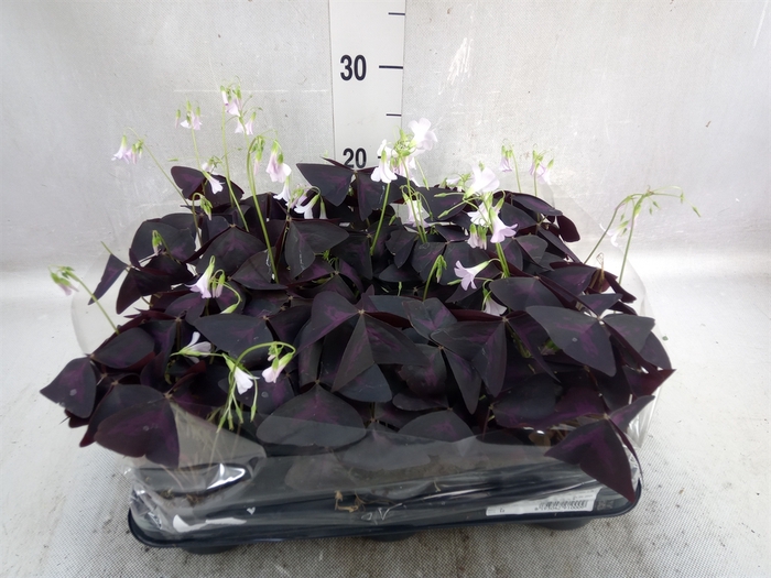 <h4>Oxalis   ...</h4>