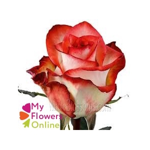 R Gr Blush Bicolor 50cm EC