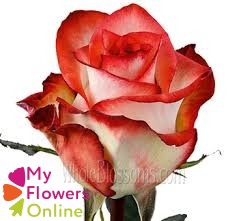 <h4>R Gr Blush Bicolor 50cm EC</h4>