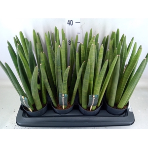 Sansevieria cyl.  ...