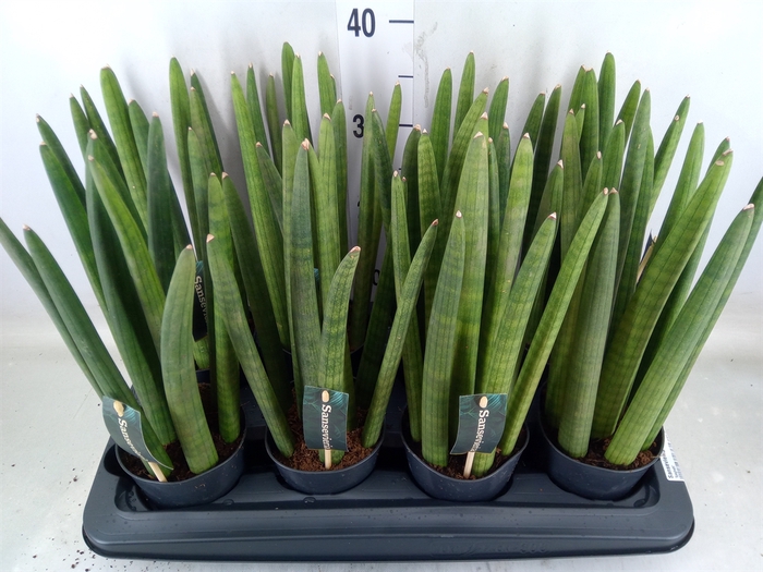 <h4>Sansevieria cyl.  ...</h4>