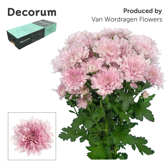 <h4>Chr T Kalimba Decorum exportbox</h4>