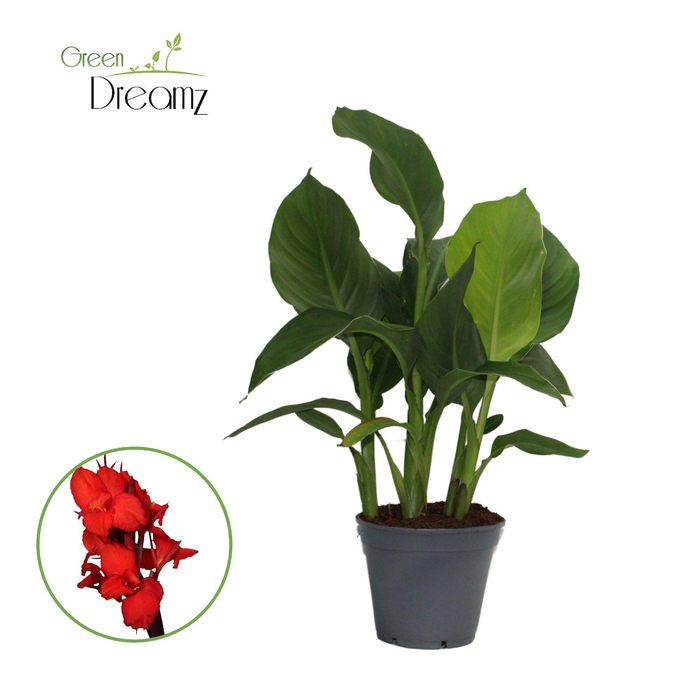 <h4>Canna Kreta Zonder Bloem p 17</h4>