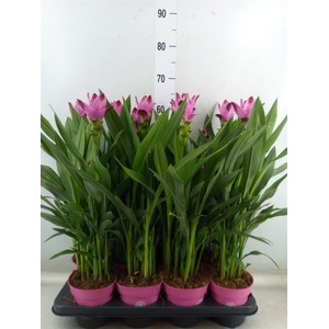 Curcuma alism. 'Siam Splash'