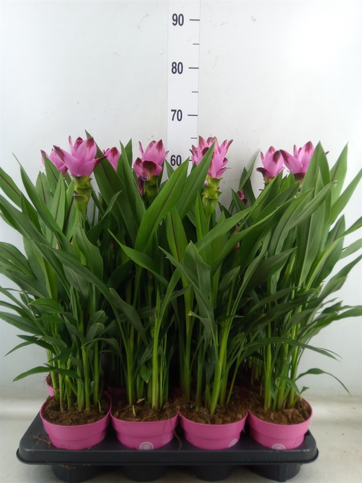 <h4>Curcuma alism. 'Siam Splash'</h4>