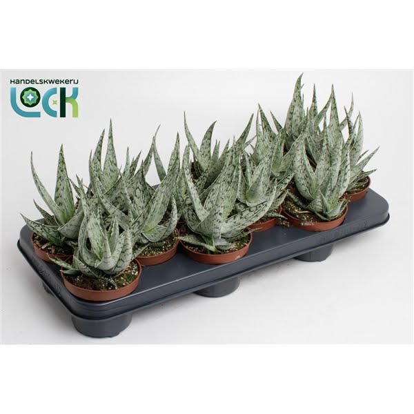 <h4>Aloe Abekani</h4>