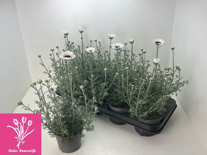 <h4>RHODAN CASABLANCA</h4>